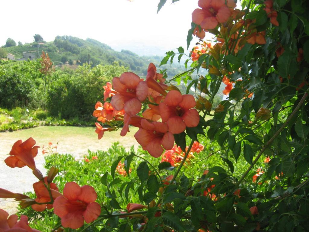 Agriturismo Cascina Serra Cossano Belbo Ngoại thất bức ảnh